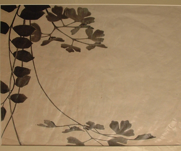 Fantasia leaf study